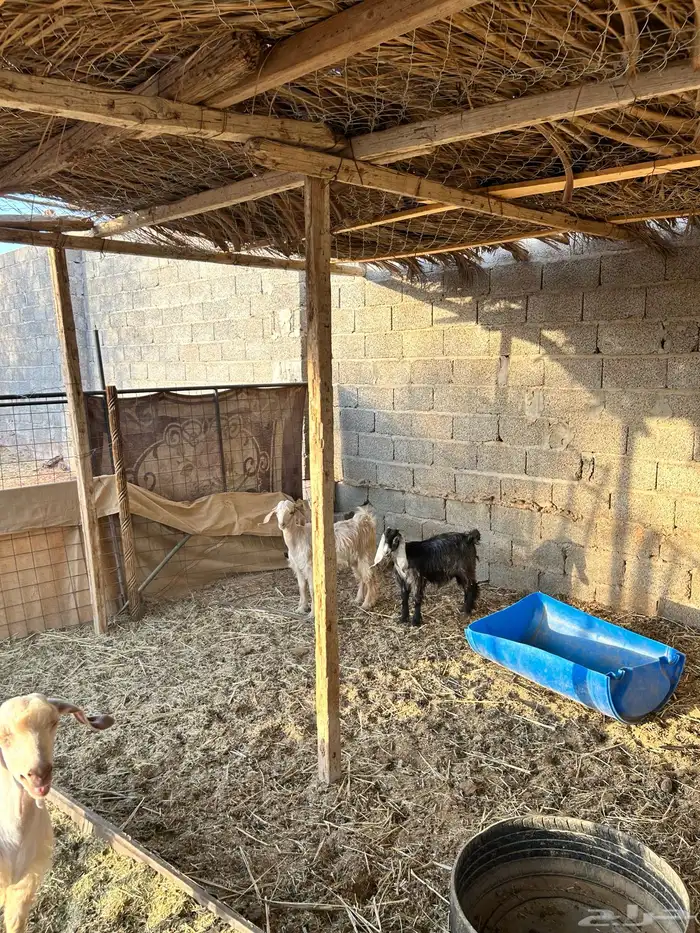 يوجدحري تيوس رفيد مهجن 2
