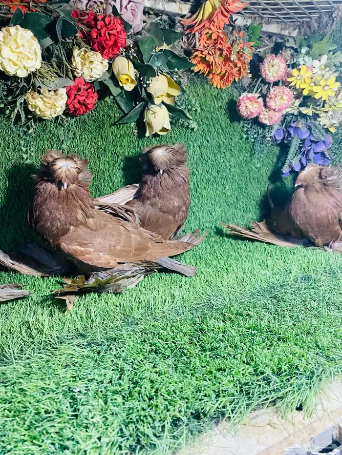 للبيع مجموعة بخارات حمر 10