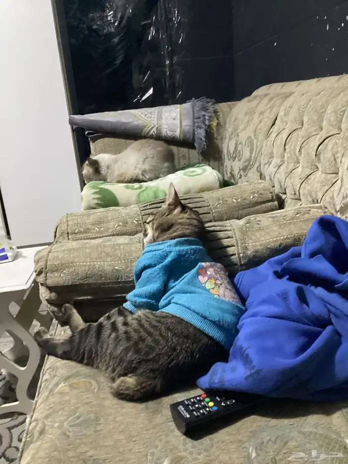 قطط للتبني 3