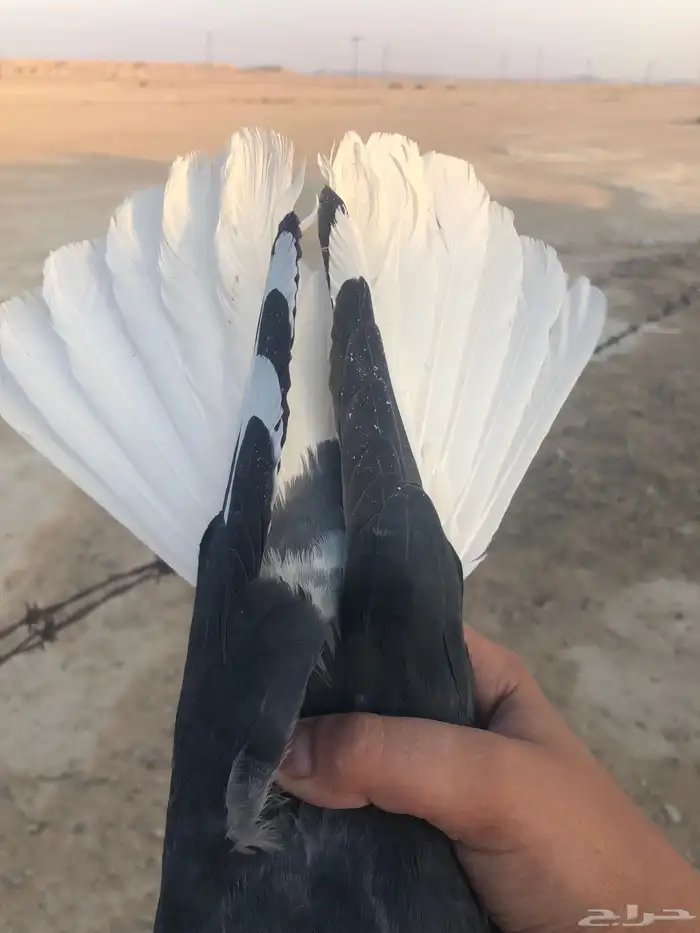 حمام قلابي يرقى 2