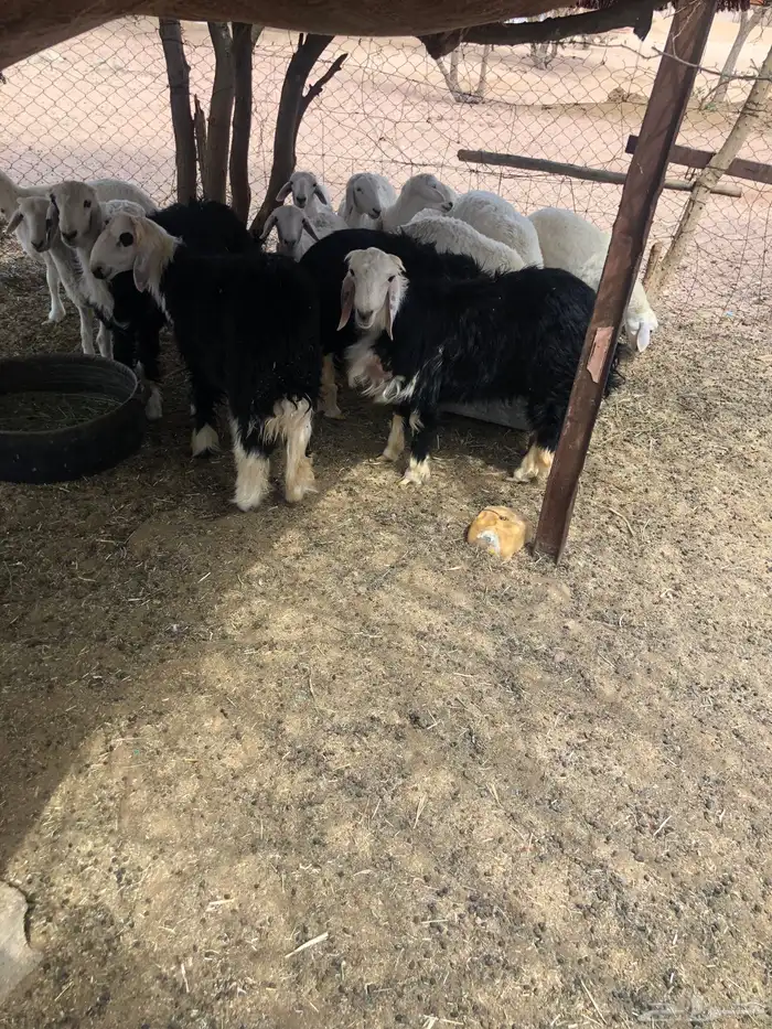 الرويضه بالعرض 6