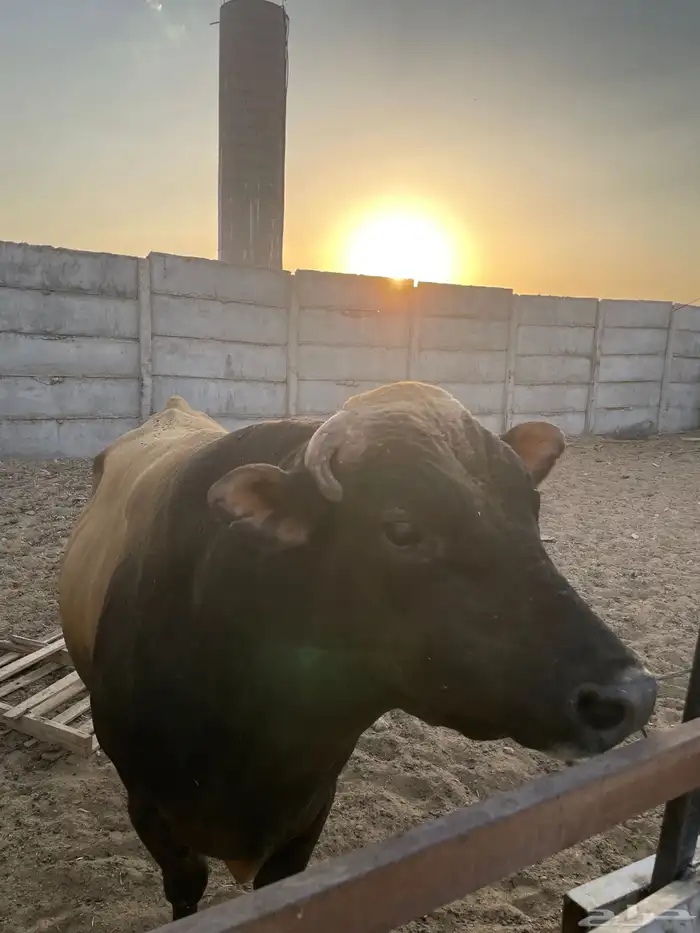 ثور جرسي بيور 4