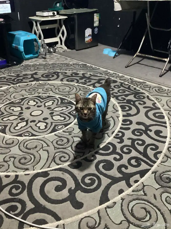 قطط للتبني 5