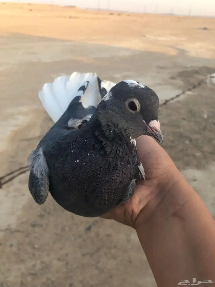 حمام قلابي يرقى 1