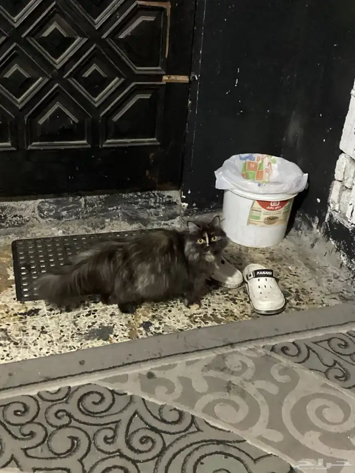 قطط للتبني 8