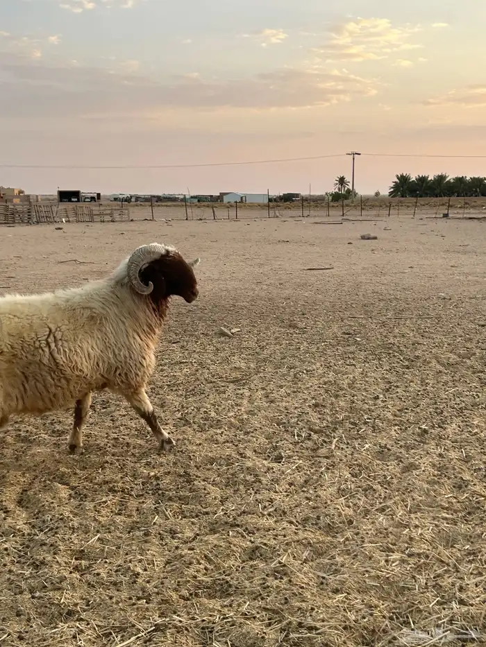 طلي فحل للبيع 2