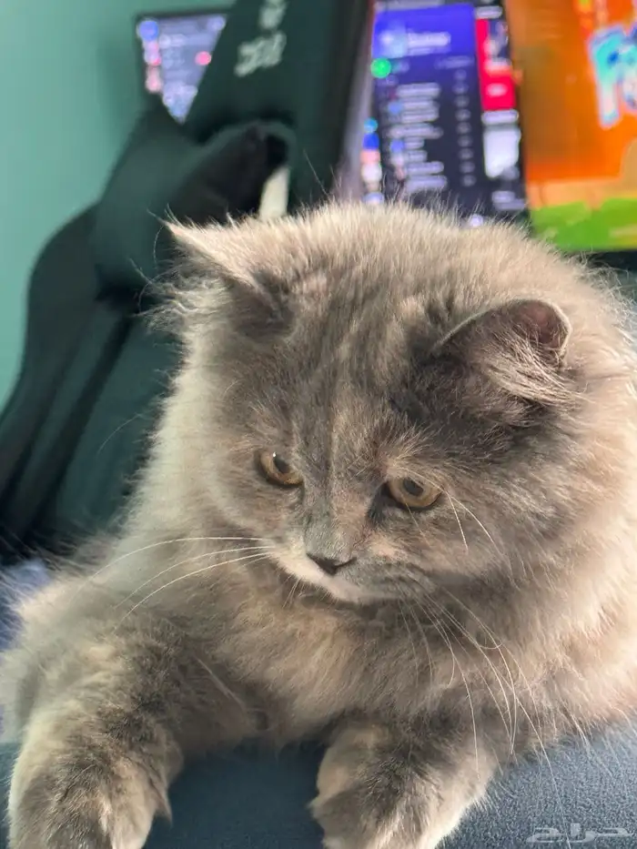 قطة للتبني 2