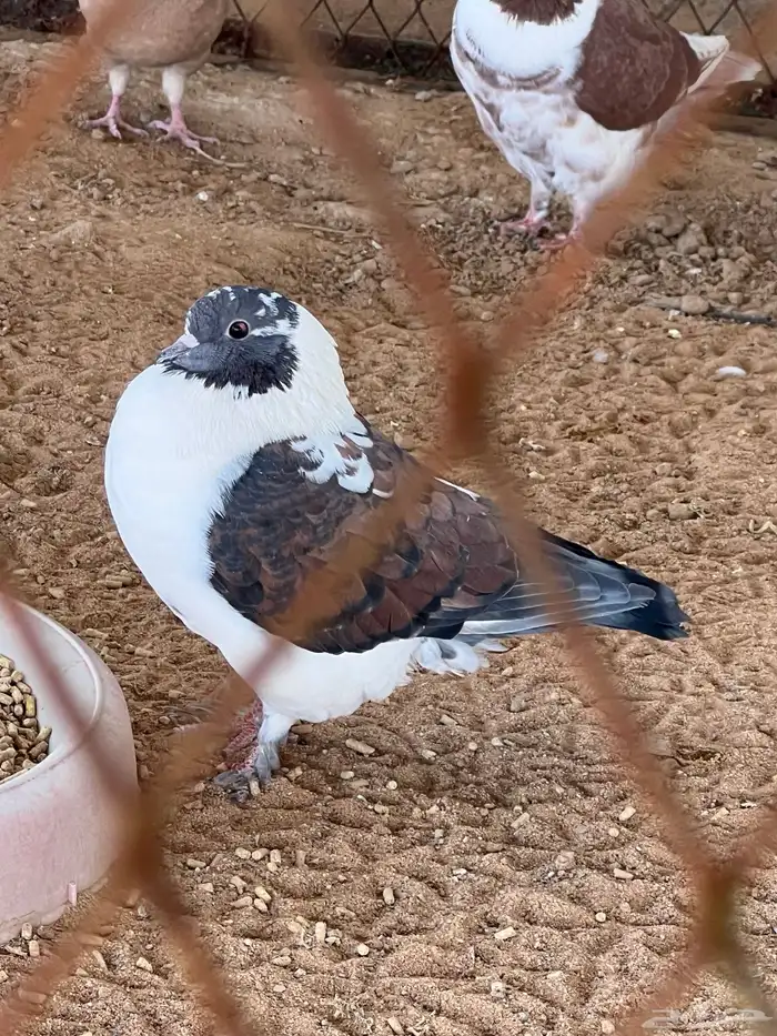 جمال طيور الحمام 8