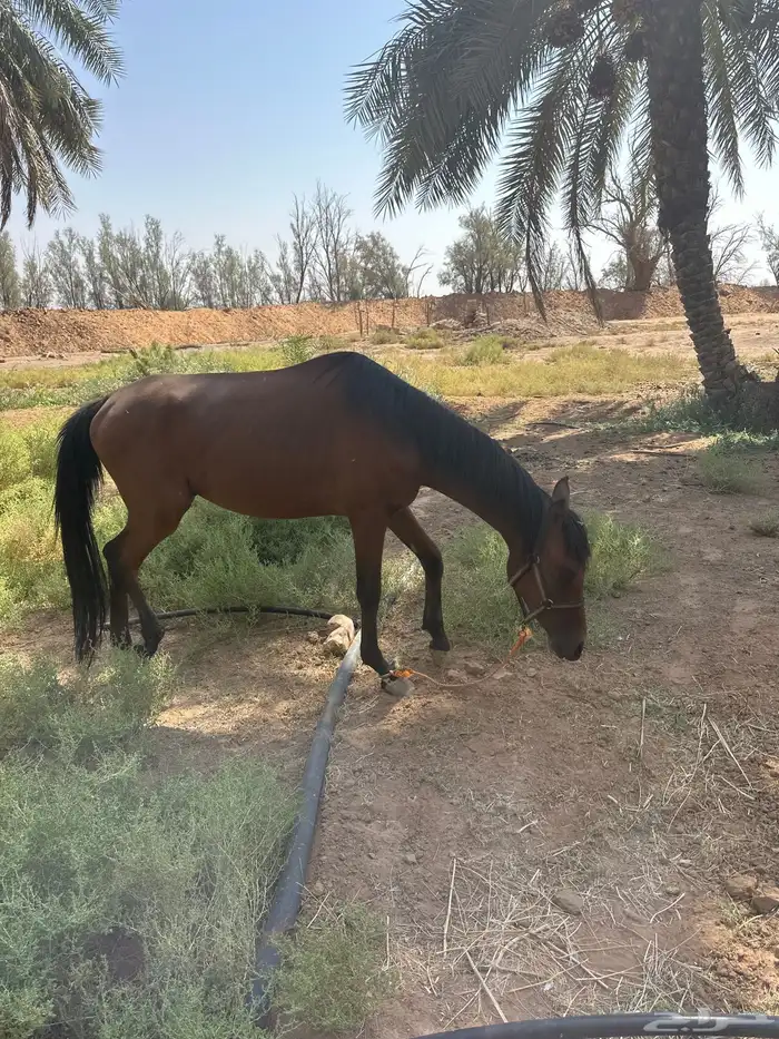 حصان للبيع 0