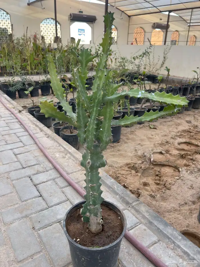 شتلات متنوعة بأسعار منافسة 8