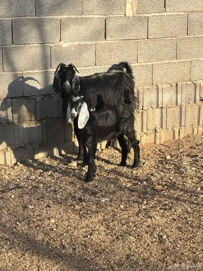 عنز خلفه تحتها تيس( تم البيع ) 0