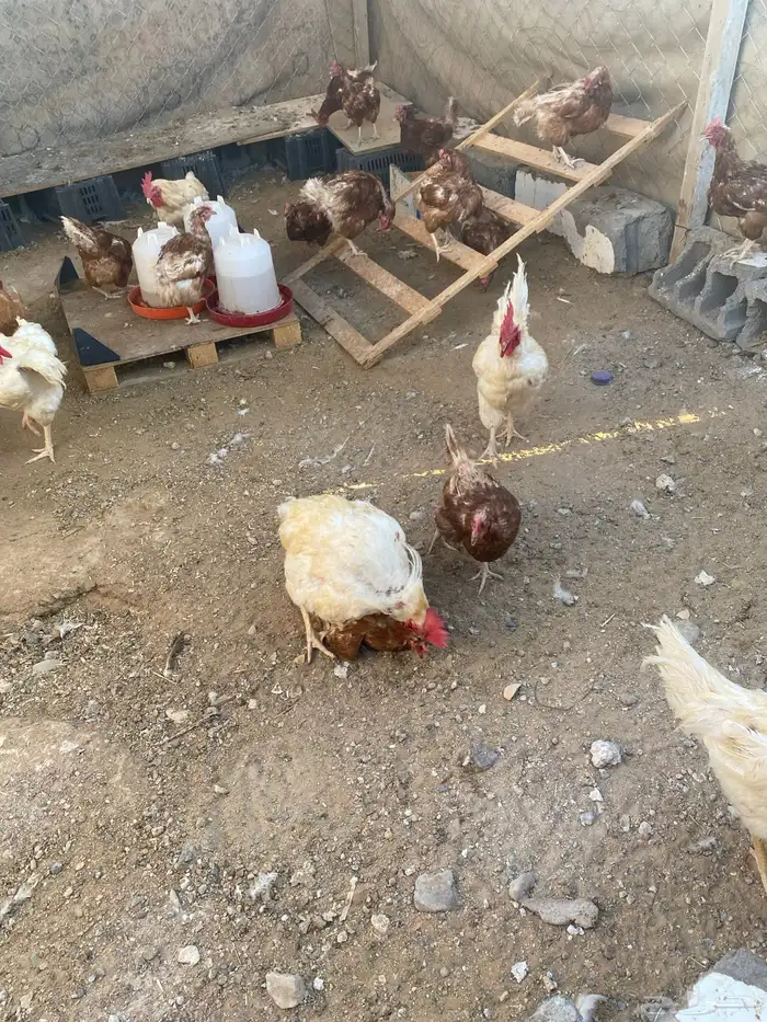 ديك لوهمان للبيع 1