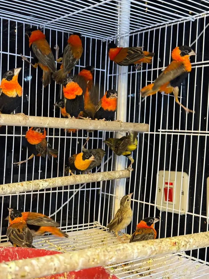 اجوز الأسقف الأحمر الأفريقي 1