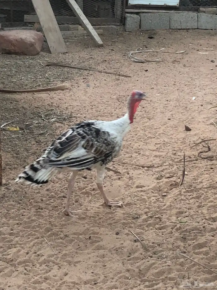 ديكه 0