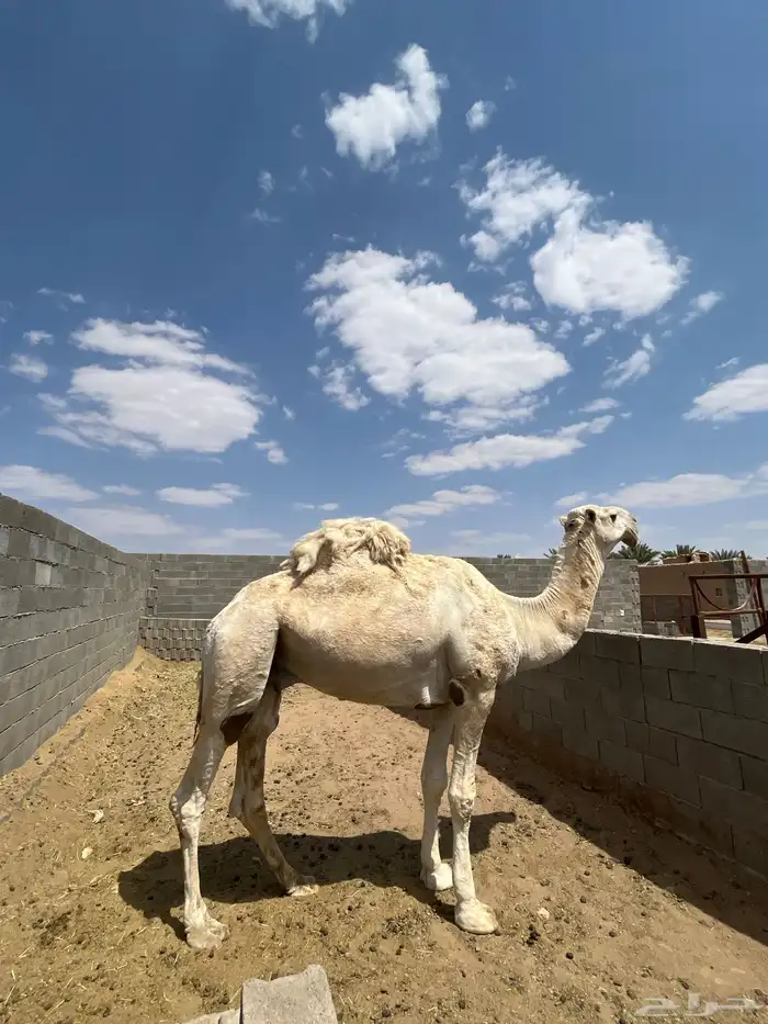 البيع بعير فحل كفو انتاج طيب 3