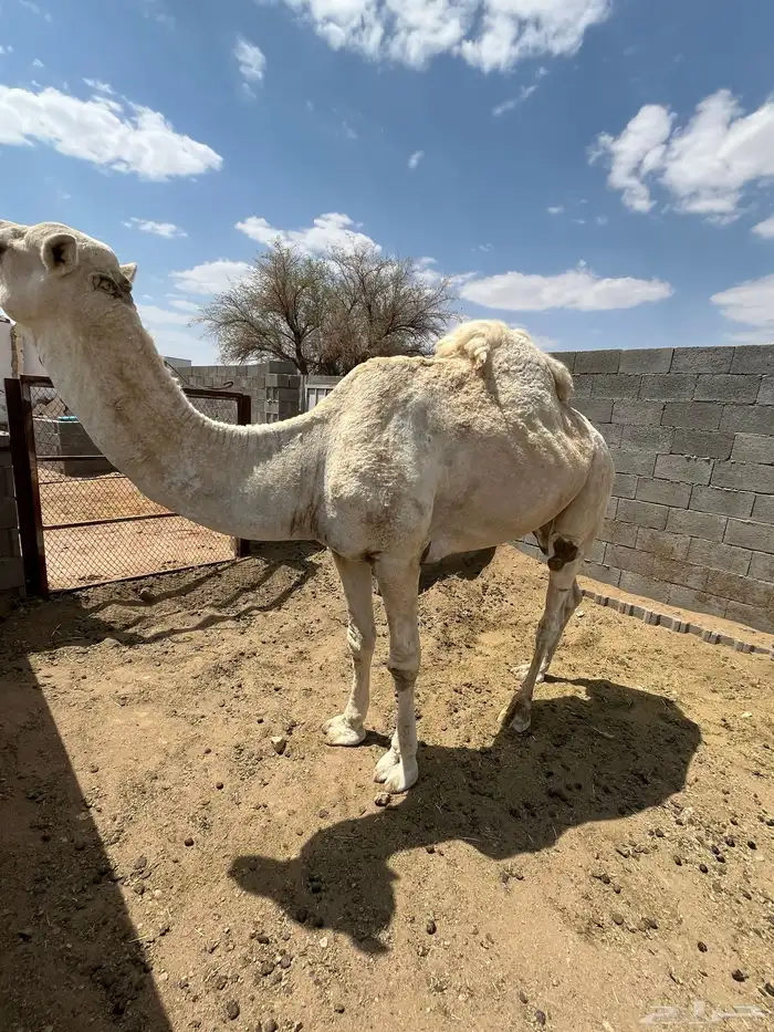 البيع بعير فحل كفو انتاج طيب 1