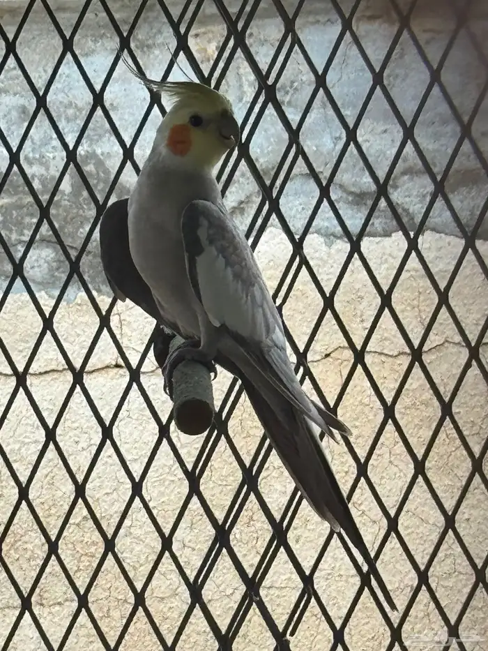 2 ذكور كروان 3