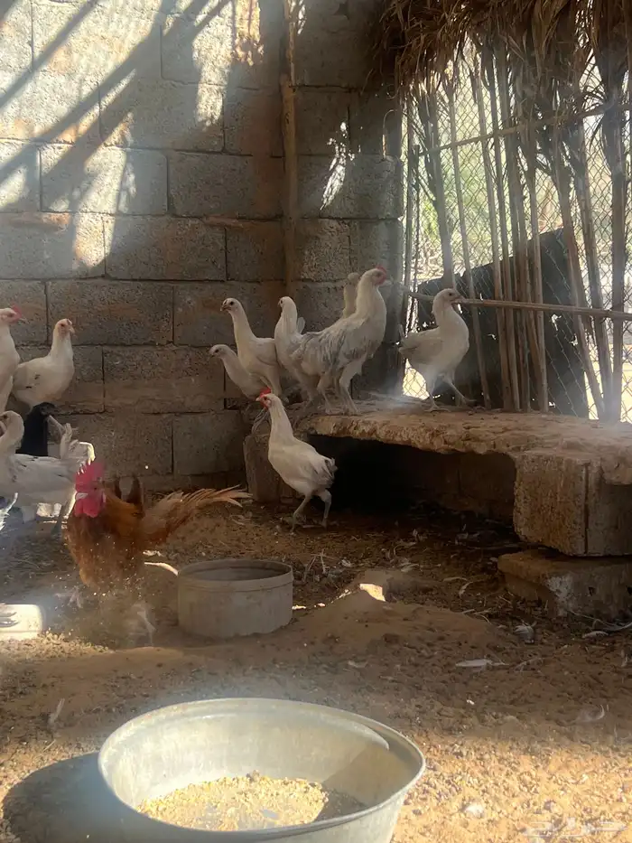 دجاج فيومي ولوهمان 3