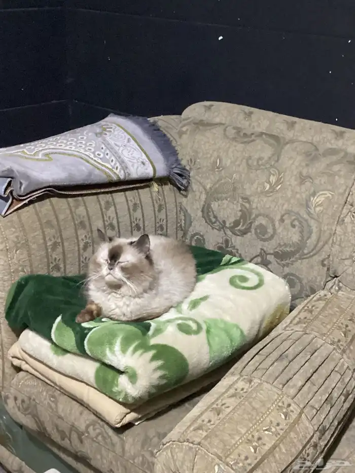 قطط للتبني 7