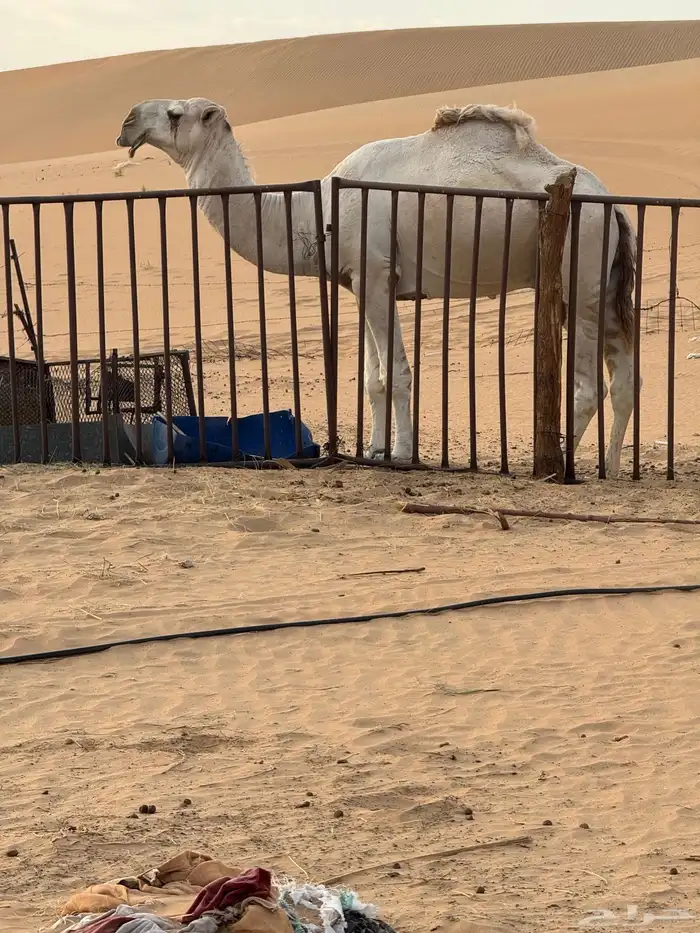 الفحل الكفو 3