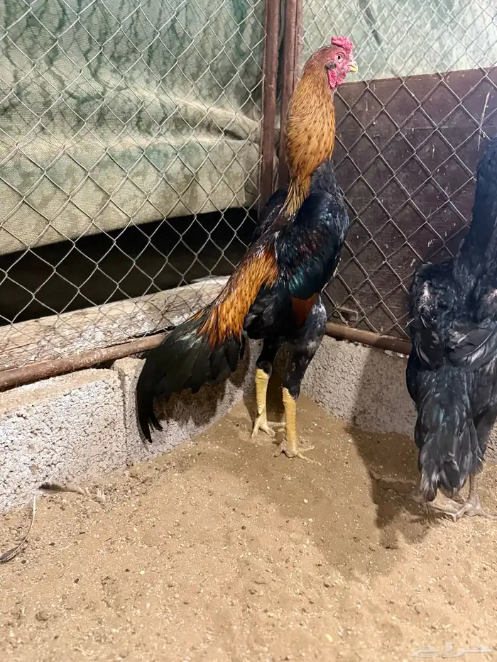 ديك ياباني فاخر 2