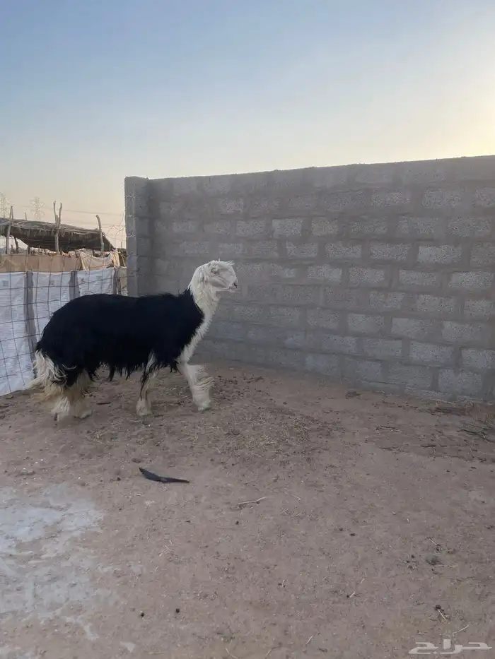 خروف نجدي مشروط سنه ثني صنف صنف السوم 3800 والبيع قريب 0