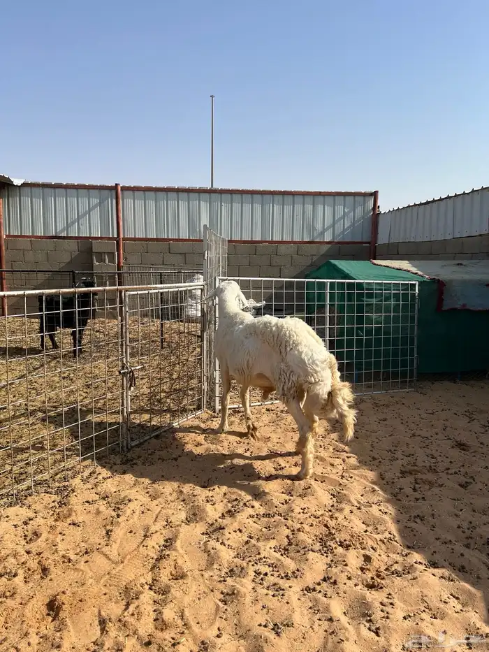 فحل حري ثني مشروط 0