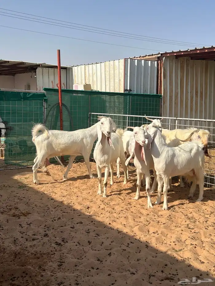 معزا مطورات فاخره 5