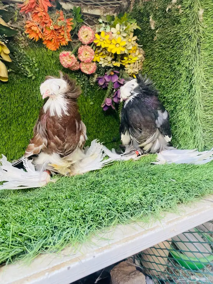للبيع مجموعة بخارات بولهد 3