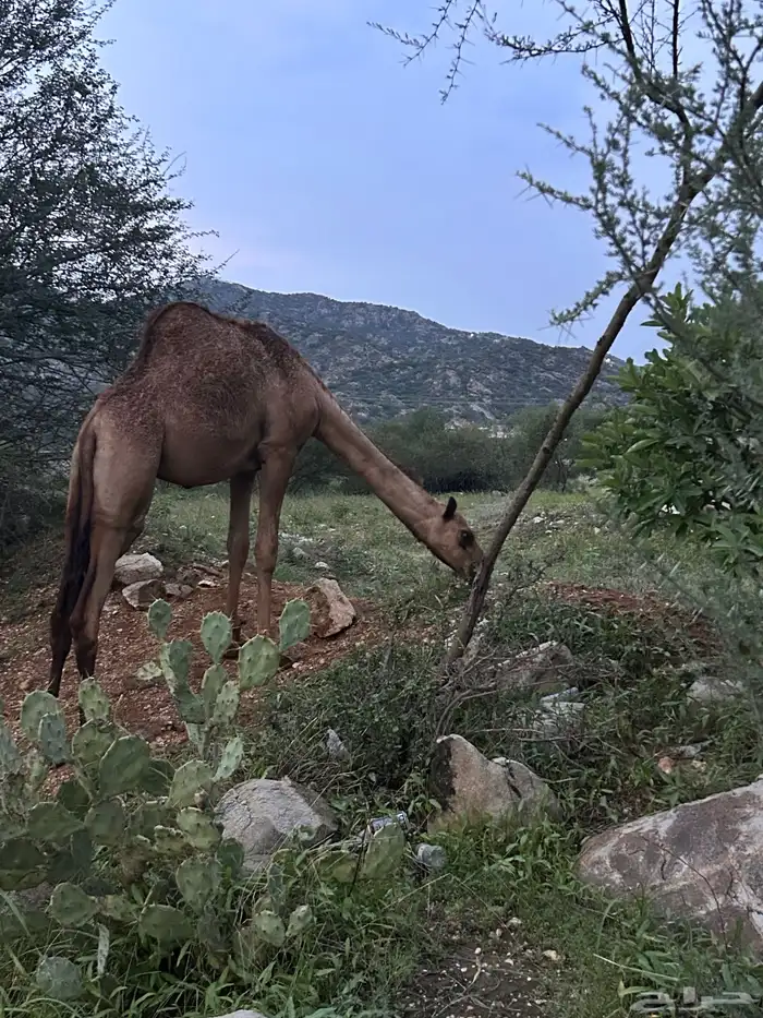 ابل بكار 0