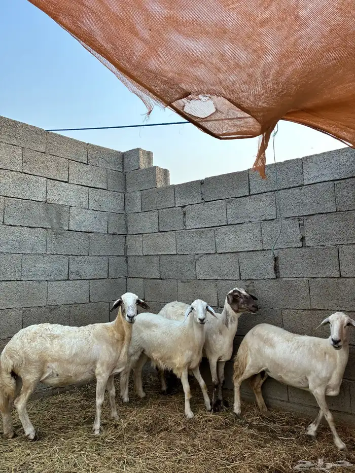 ظان للبيع 3