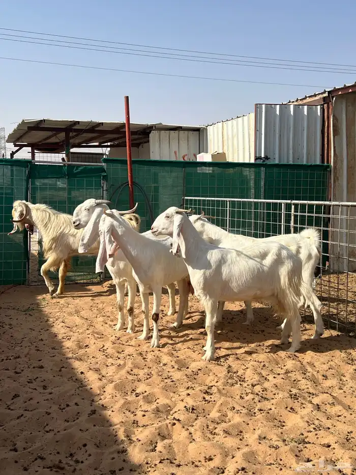 معزا مطورات فاخره 6