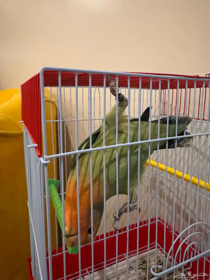 عصفور روز 3