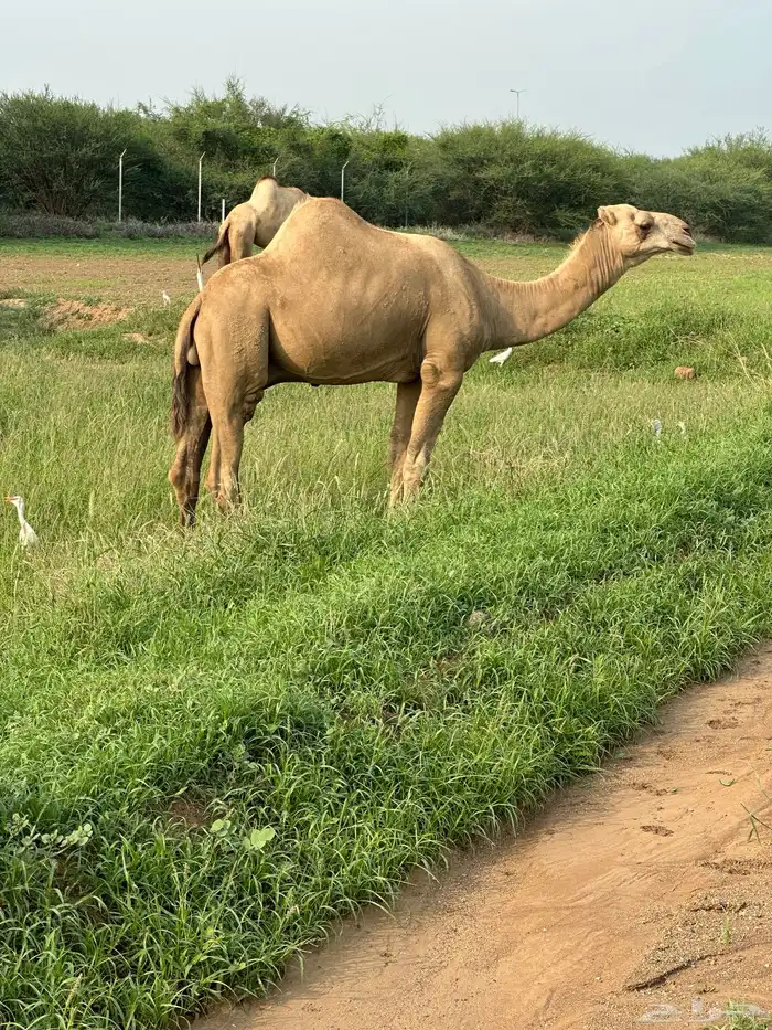 جمل لبيع 5