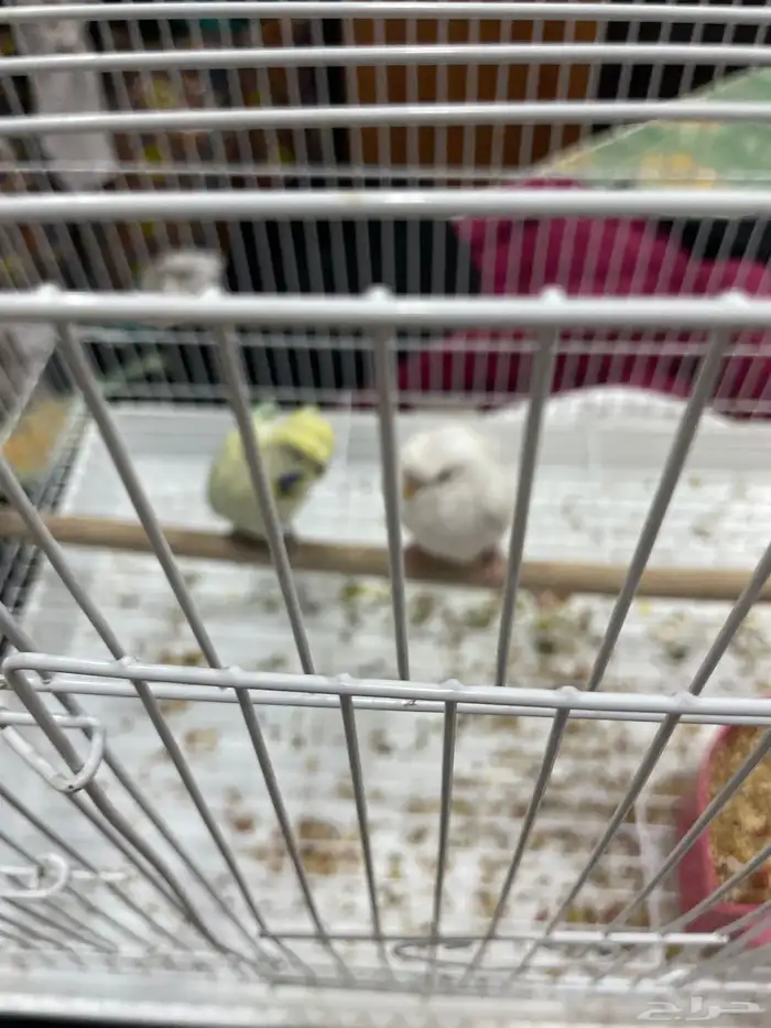 طيور حب هوفو 0