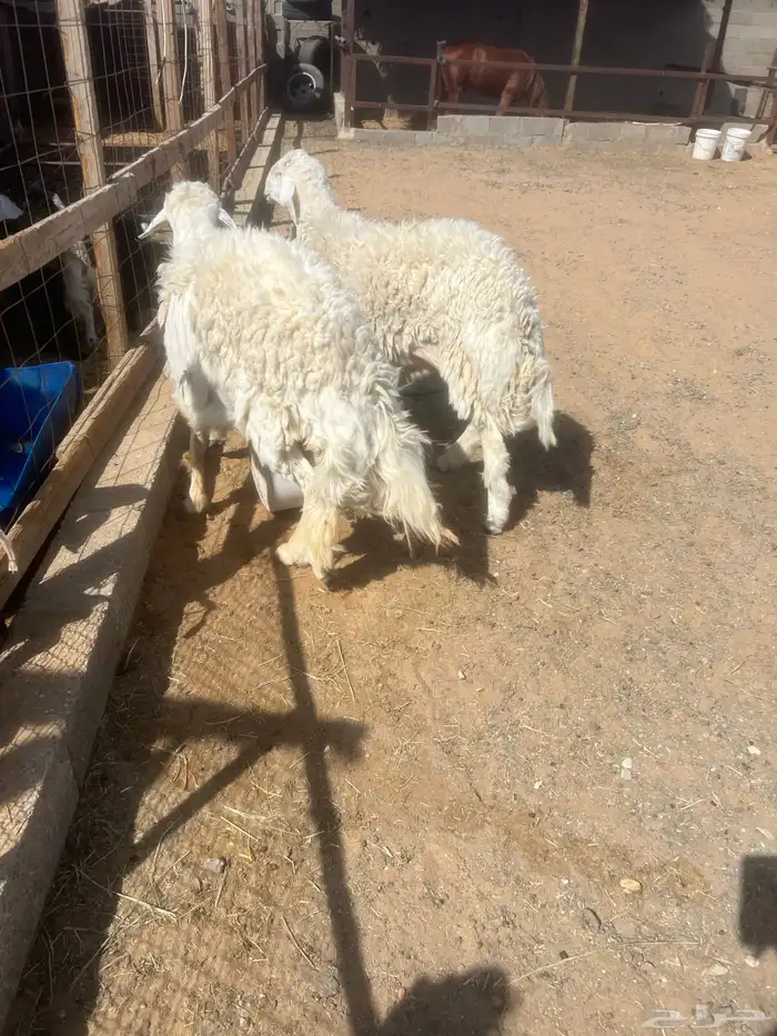 جذعان حريه فاخر 3