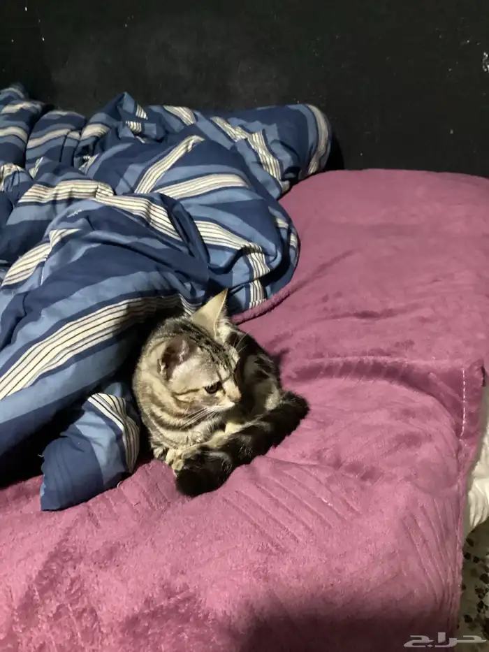 قطط للتبني 12