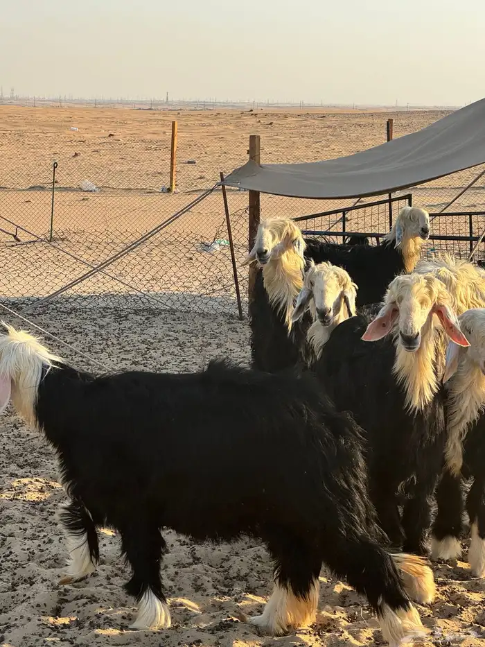 طليان نجد جذعان بريه نظيفه طيبه للبيع جمله وتفريد 2