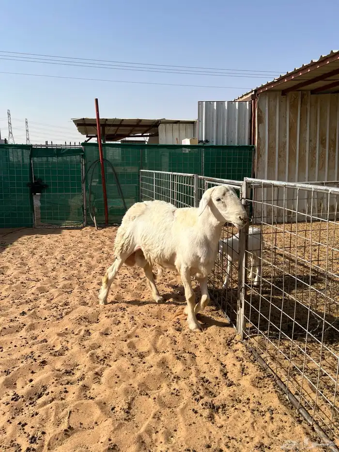 فحل حري ثني مشروط 1