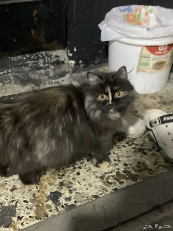 قطط للتبني 6