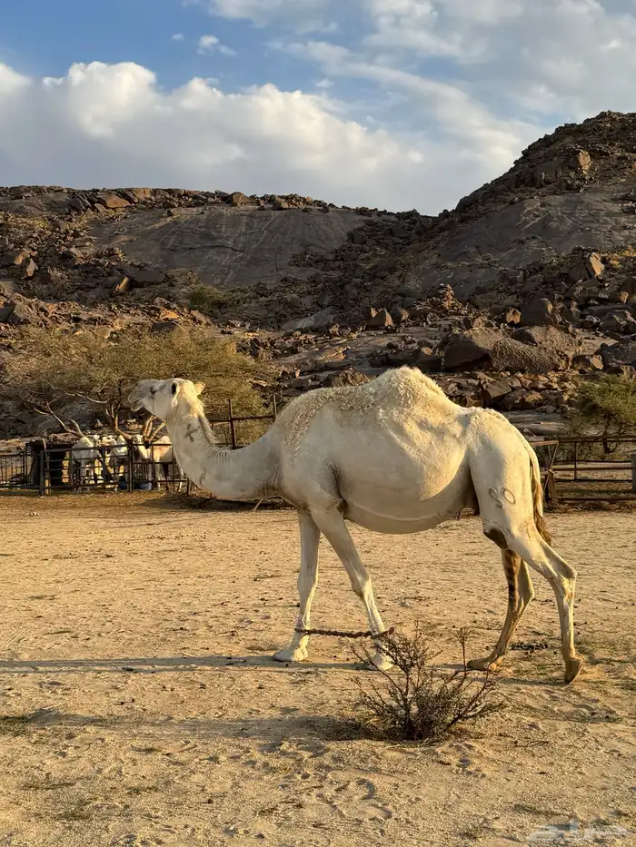 ابل للبيع 13