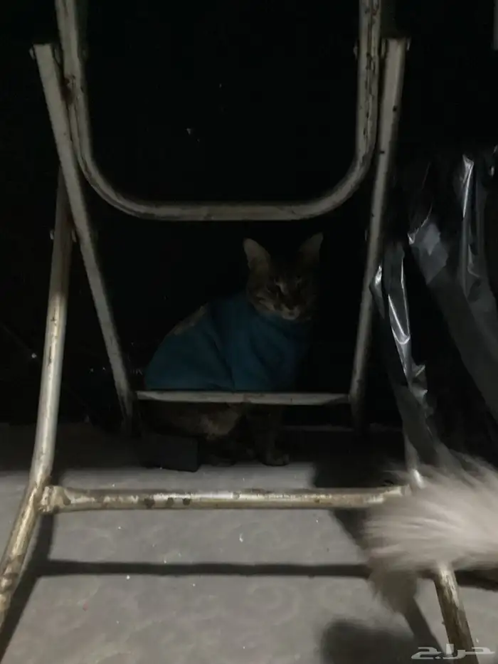 قطط للتبني 15