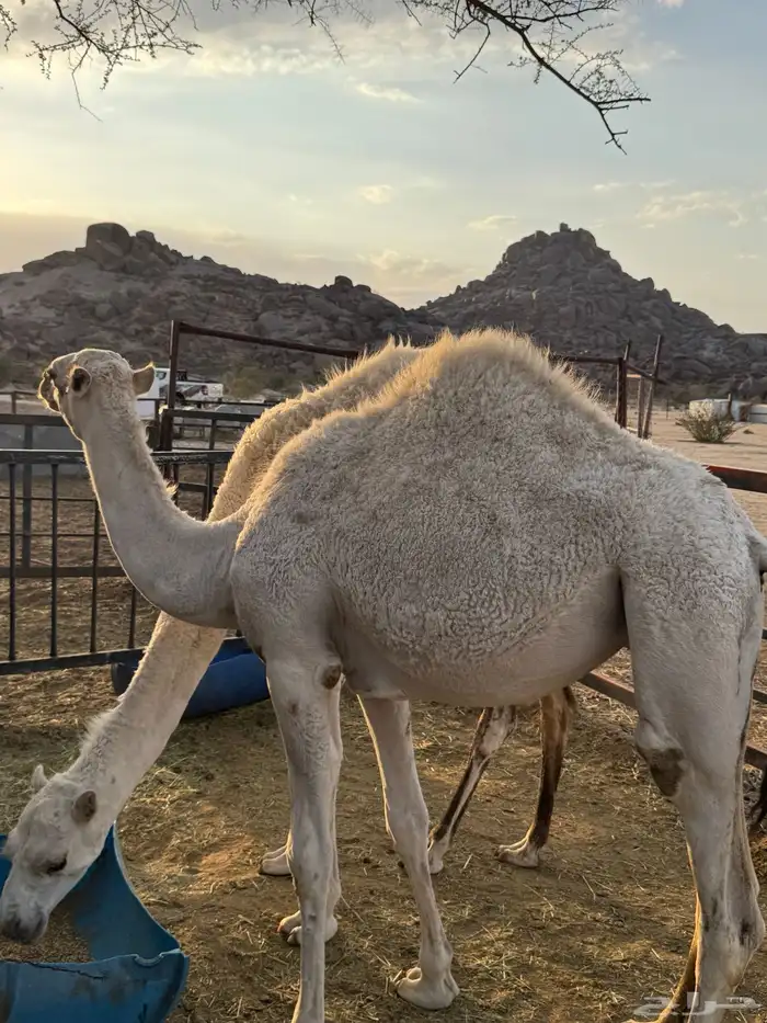 ابل للبيع 20