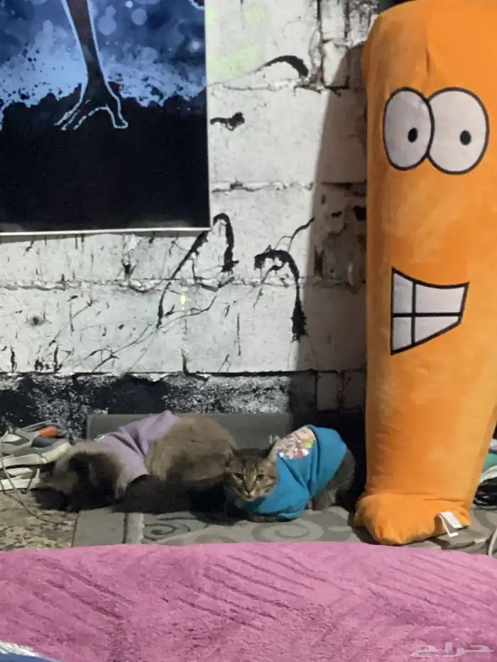 قطط للتبني 18