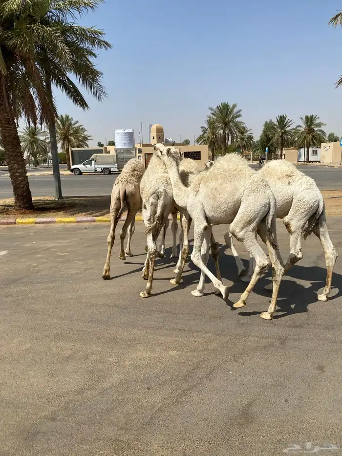 العدد 5 قعدان لبانية واساسهن طيب 3