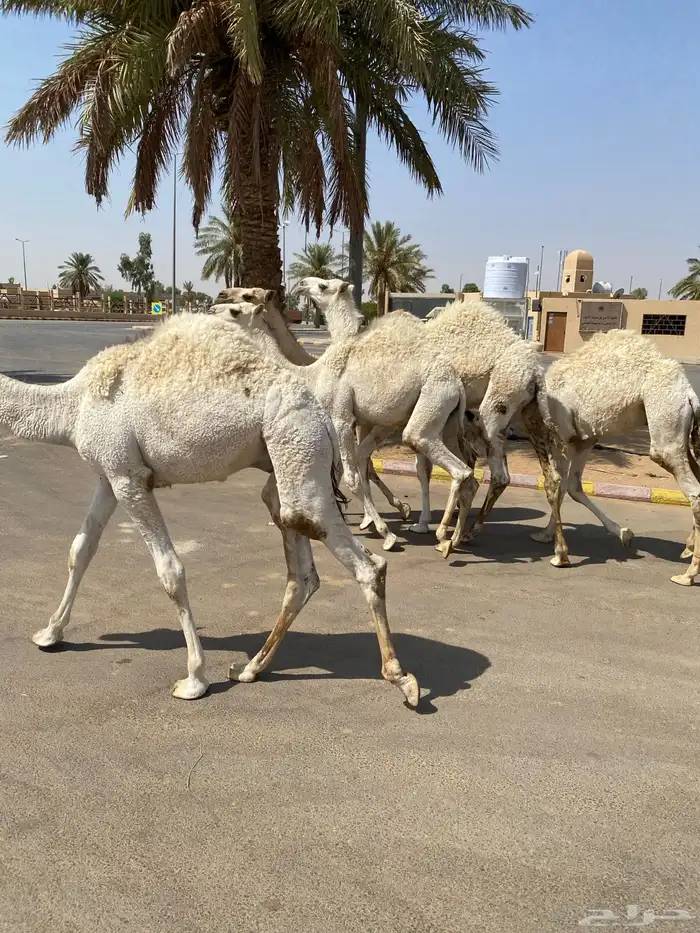 العدد 5 قعدان لبانية واساسهن طيب 6