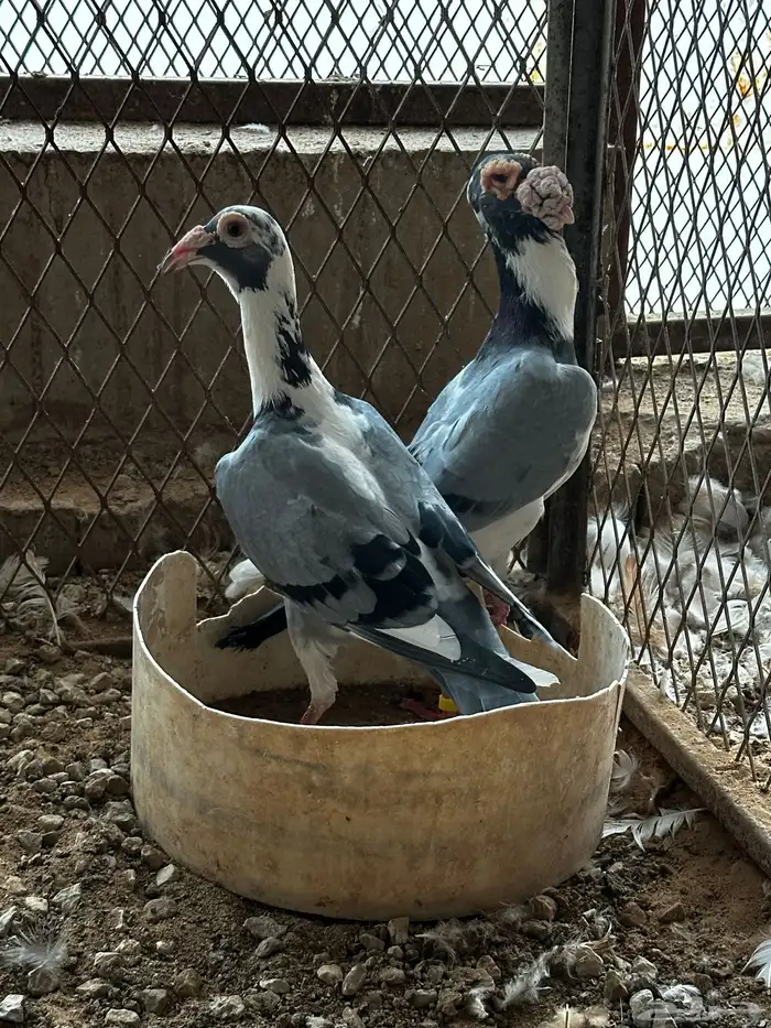 جوز كارير 5