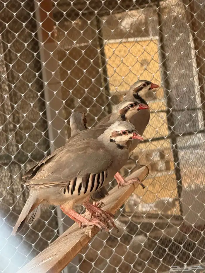 طيور 2