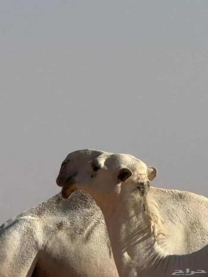 فحول العدد 10 البيع لاعلى سوم 3