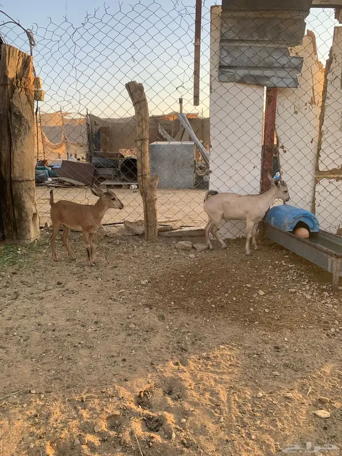 عناق وتيس هجين وعل 6